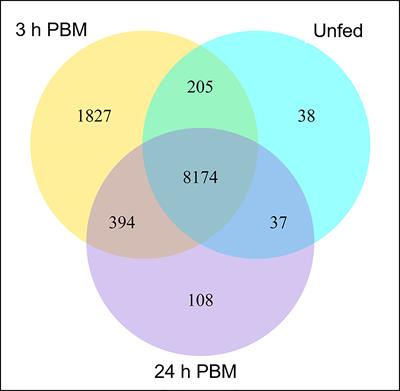 Malpighian tubules of Rhodnius prolixus: More than post-prandial diuresis